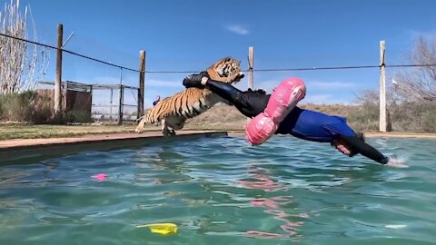 inviting a tiger to swim