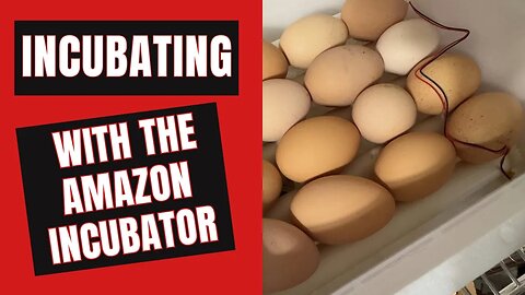 How to Begin Incubation Using the Amazon 16 Egg Incubator
