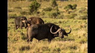 Modiga bufflar räddar en bebiselefant från hungriga lejon
