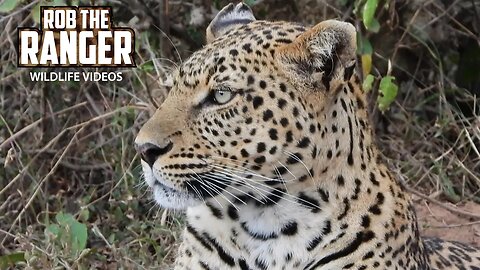 Nalangu Female leopard | Mara North Safari | Zebra Plains On Tour