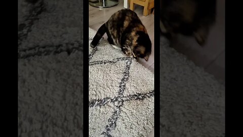 Pippa carpet-shark (kitty)