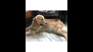 Golden Retriever Unexpectedly Becomes Friends With Baby Bird
