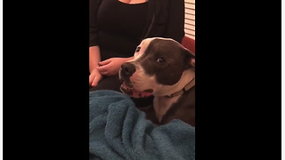Vocal dog howls along with his humans