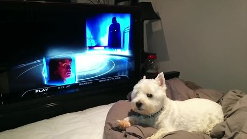 Dog couldn't care less about 'Star Wars' hype
