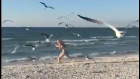 Woman on Beach Nearly Gets Attacked by Flock of Aggressive Seagulls