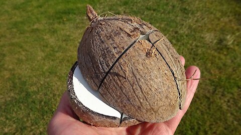 Man turns a coconut into a functioning Rubik's Cube puzzle