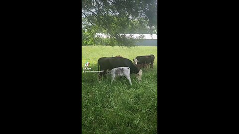 Momma cow feeding baby calf.