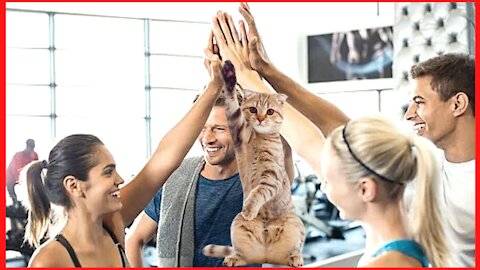 Cat greets people at the gym