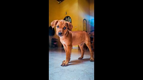 A joyful little puppy