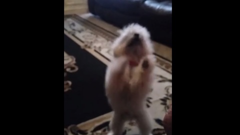 Excited dog breaks into happy dance for food