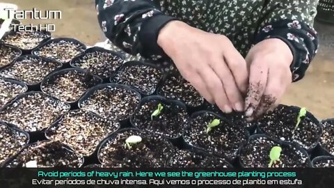 Incrível Processo de Cultivo, Colheita e Processamento de Melancias em Estufa e Agricultura Moderna