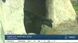 Sleepy bear at the Naples Zoo