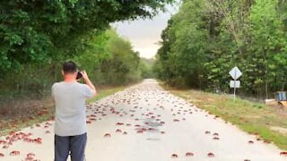 Alguma vez viu a migração dos caranguejos vermelhos?