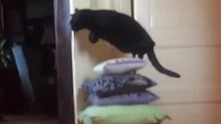Le saut d'obstacle, la passion de ce chat