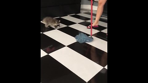 Pet raccoon "helps" with house cleaning