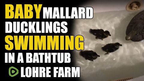 Mallard Ducklings Swimming