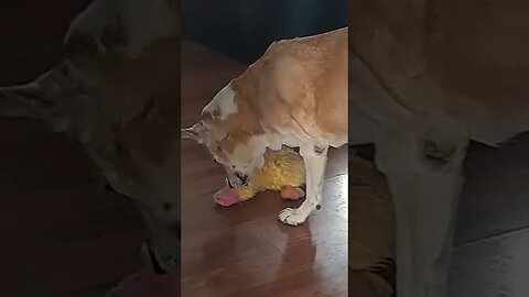 My 2 Dogs Argue Over A Stuffed Duck #dogproblems #shorts #shepsky #cutedog #dog #doggo #cute