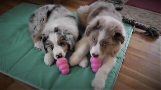 Australian Shepherds Brothers- These boys Are Crazy!!!