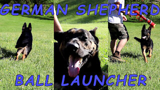 German Shepherd VS Ball Launcher
