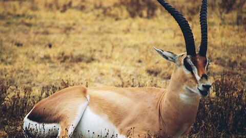 Interesting facts about grant's gazelle by weird square