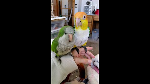 Parrots love each other