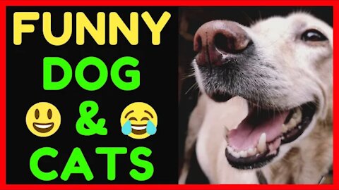 OMG Super Cute ♡ Best Funny Cats and Dogs Compilation 🤣🤣very funny video