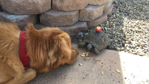 Golden Retriever feeding turtle apples