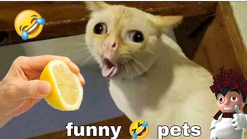 Ultimate funny cats and dogs 🐕😿 funniest Animal video part 2.