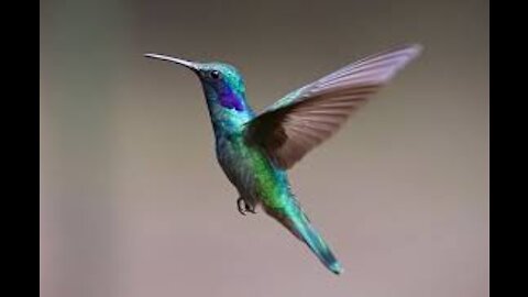 SWEET LITTLE HUMMING BIRD