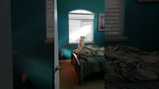 When your dog anxiously waiting for you to get home [Khi chó đợi bạn về nhà] #dog #shorts