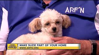 Rescues in Action July 21, 2018: Suzie seeks furever home