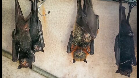 More Maternity Creche Moments - Jeannie's Bat Aviary - Meet Two Mums & Pups (Cute Baby Flying Foxes)