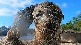 Adorable baby sea lions play with camera at the beach