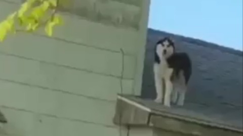 This dog doesn't know how he ended up on the roof of the house
