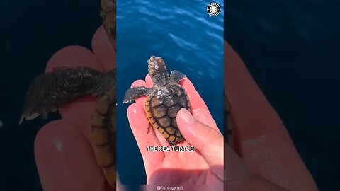 Sea Turtle 🐢 Epic Tiny Heroes!