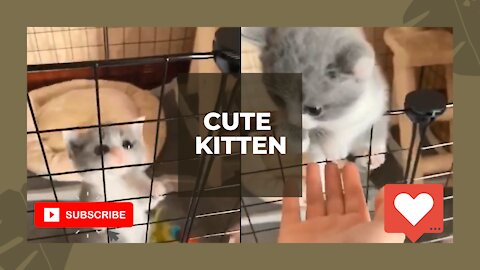 CUTE KITTEN | Best video ever