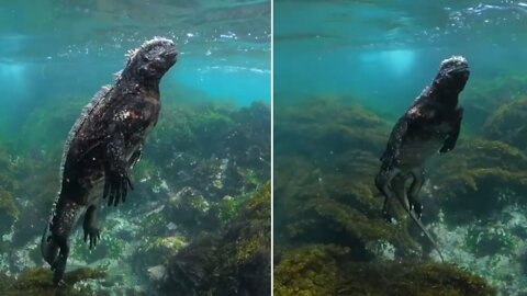 See how crocodiles live in the blue sea