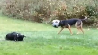 Cachorro brinca com a cabeça enfiada em bola de futebol
