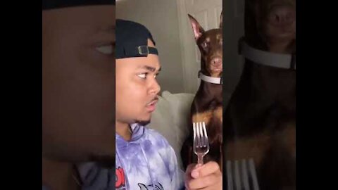 Funny Dog Reaction 🤣