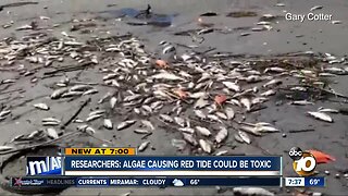 Researchers looking into chance of toxic algae in San Diego