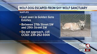 Wolfdog from the Shy Wolf Sanctuary on the loose in Collier County