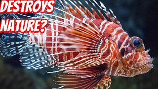 How Deadly is the Lionfish