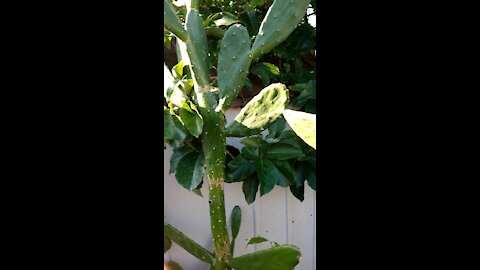 Nopal plant