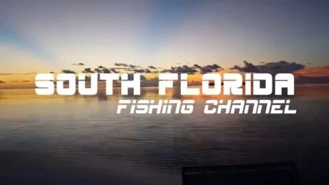 Trigger Fish - Florida Keys Solo Fishing Trip