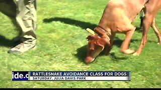 Rattlesnake Avoidance Training Course available tomorrow