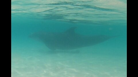 Lone Dolphin Cutting Crab Island