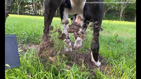 What Happens Behind A Digging Great Dane Puppy - Dirt's Eye View