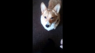 Corgi doesn't want to share his pizza