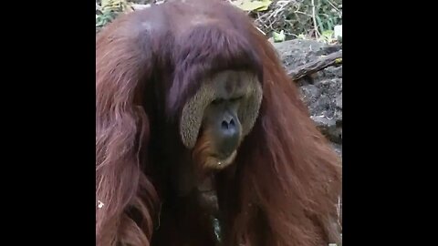 Sumatran Orangutan - Cincinnati Zoo - October '22