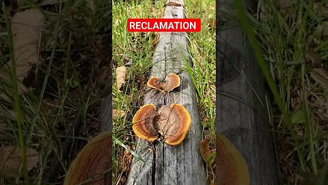 Reclamation In Action Reducing Industrial Waste #mushroomhunting